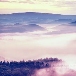 Peaks of rock trim creamy foggy clouds. fog is pinky shinning . the fog is swinging between trees.