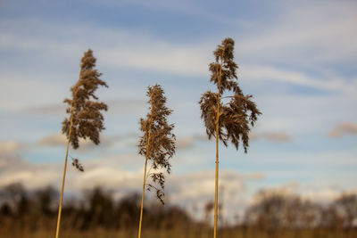 Close-up of stalks in field against sky