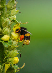 Bumblebee searching for nectar - hummel auf nektarsuche