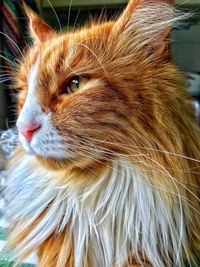 Close-up of a cat looking away