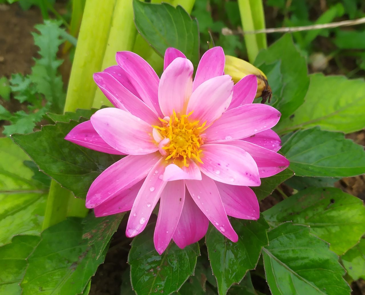 CLOSE-UP OF PINK FLOWER WITH WATER DROPS ON PLANT