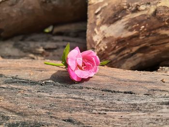 Close-up of pink flower on wood