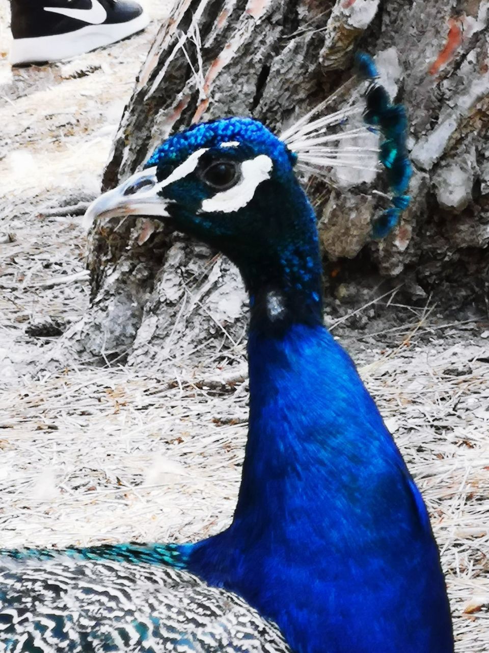 animal themes, animal, bird, vertebrate, one animal, animal wildlife, animals in the wild, close-up, nature, day, blue, focus on foreground, no people, outdoors, beauty in nature, field, peacock, land, beak, animal body part