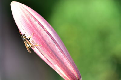 Close-up of bee on bud