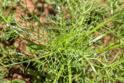 Close-up of plants