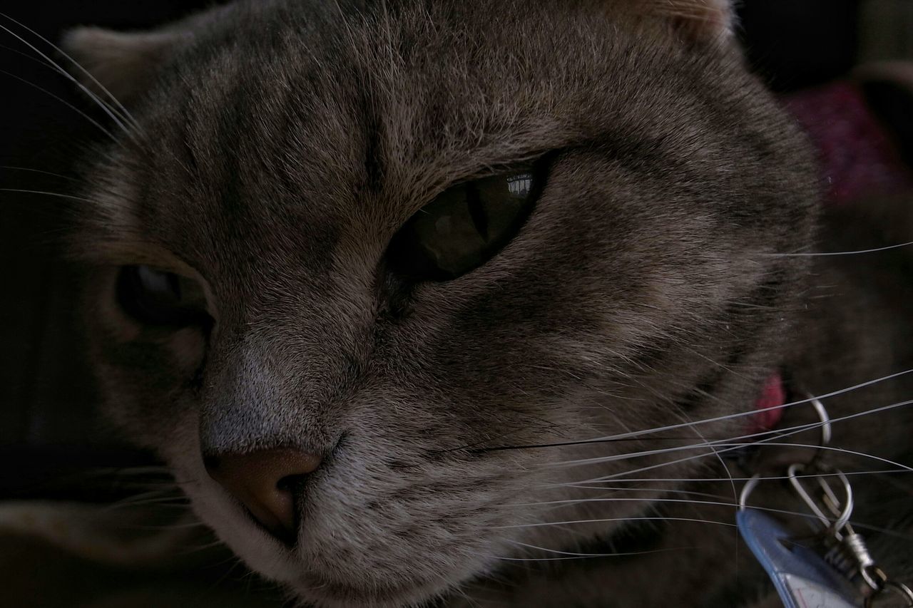 domestic animals, pets, animal themes, one animal, domestic cat, mammal, cat, close-up, feline, whisker, indoors, animal head, portrait, looking at camera, animal eye, animal body part, staring, front view, alertness