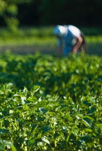 Surface level of plants on field