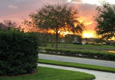 Trees and plants against sky during sunset