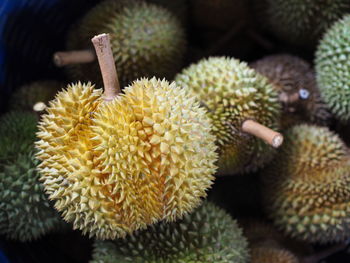 Close-up of durian succulent plant