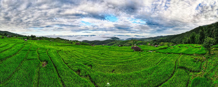 Scenic view of agricultural field against sky