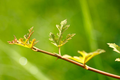 Close-up of plant leaves