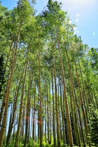 Low angle view of trees