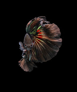 Close-up of flower against black background