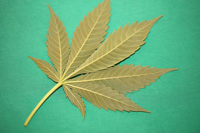 High angle view of plant leaves