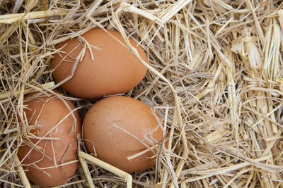 Fresh eggs on rice straw