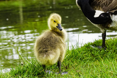 Close-up of young bird in lake