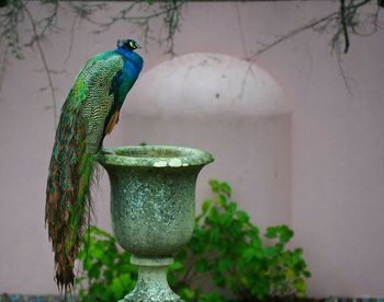 Peacock perching on container in garden