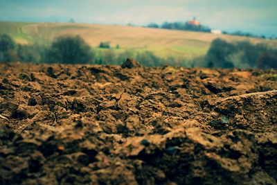 Close-up of agricultural field against sky