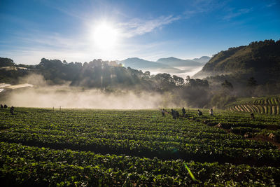 Scenic view of agricultural field against sky