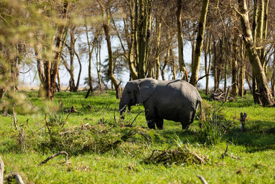 Elephant standing on field