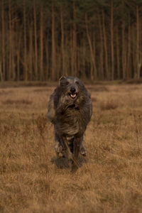 Scottish deerhound running on field