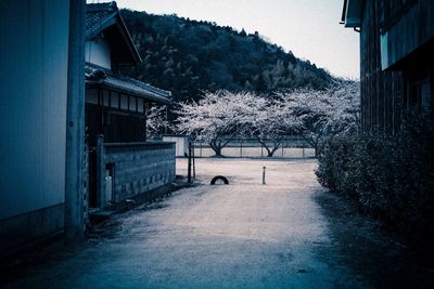 Empty walkway along trees