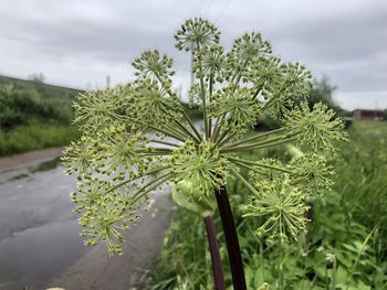 Close-up of flowering plant on field against sky