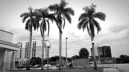 Palm trees and buildings against sky