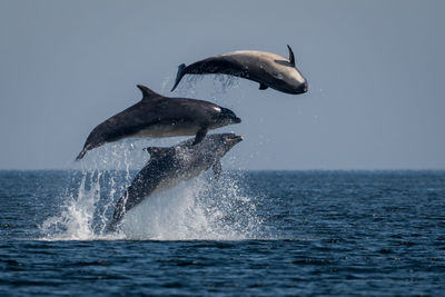 Rare view of three jumping dolphins