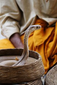 Close-up of lizard in basket