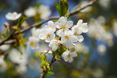 Close-up of white cherry blossoms in spring