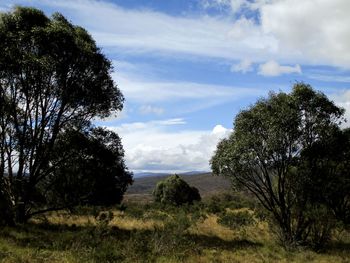 Trees on field against sky