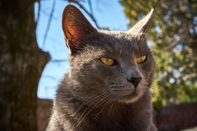 Close-up of a cat looking away