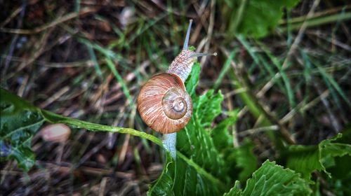 Close-up of snail on plant