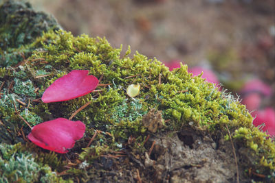 Close-up of pink flowering plant