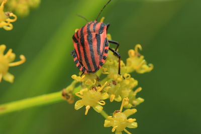 Close-up of insect on plant