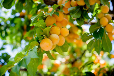 Low angle view of fruits hanging on tree