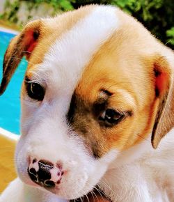 Close-up portrait of puppy