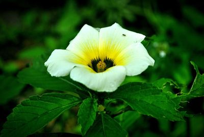 Close-up of flower blooming outdoors