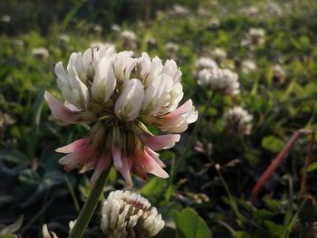 Close-up of pink flower buds