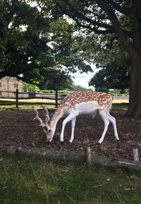 Deer in a field