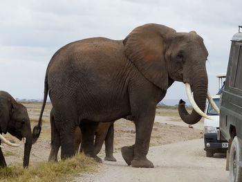 View of elephant