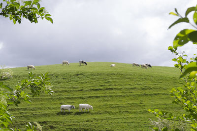 Cows grazing on field against sky