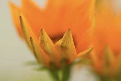 Close-up of yellow flower