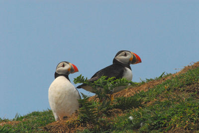 Low angle view of birds perching on land