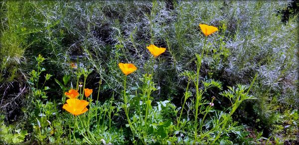 Close-up of yellow flowering plants on field