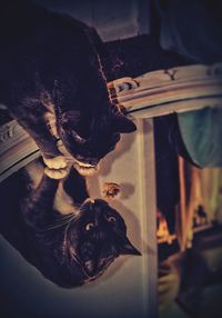 Close-up portrait of cat sitting at home