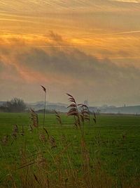 Scenic view of field against sky during sunset