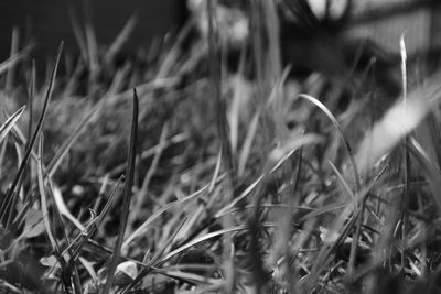 Close-up of lizard on field