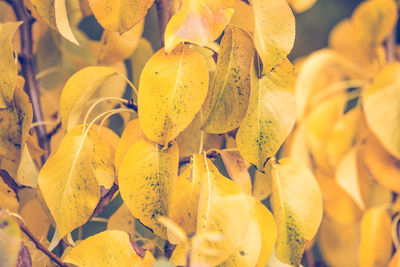 Close-up of yellow leaves on plant during autumn